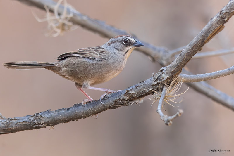 Oaxaca Sparrow