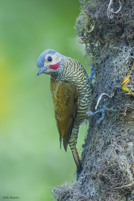 Gray-crowned Woodpecker 
