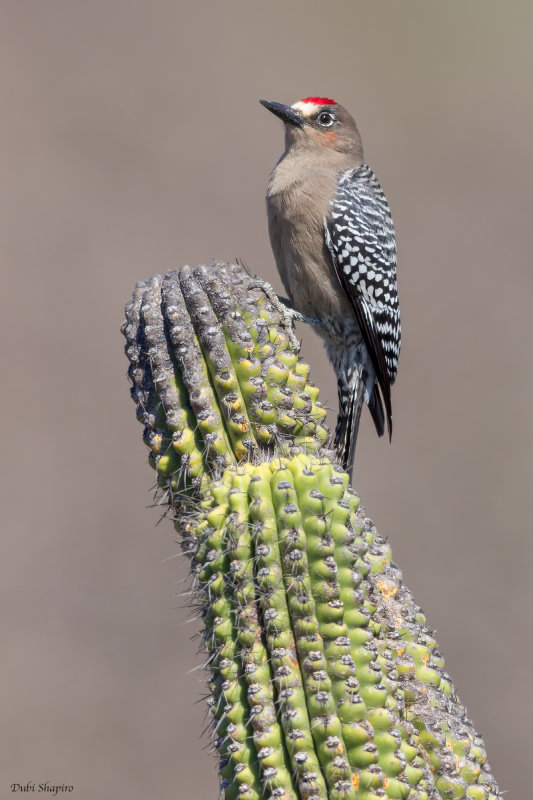 Gray-breasted Woodpecker 