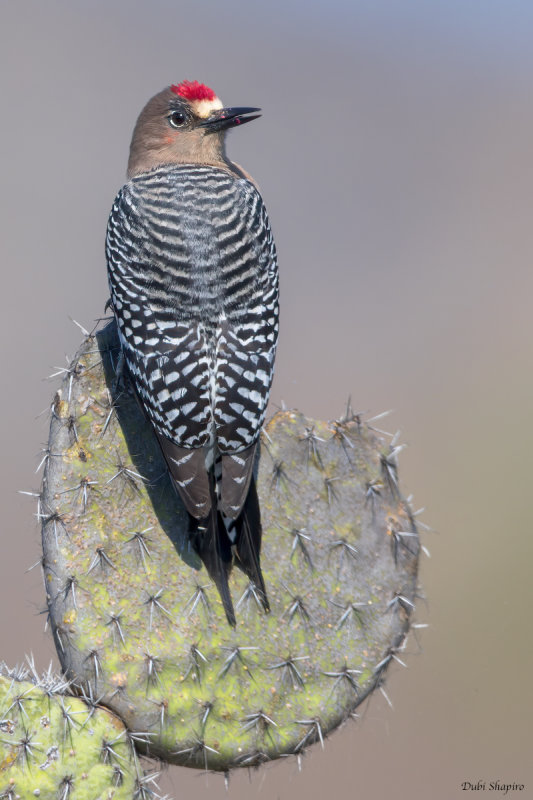 Gray-breasted Woodpecker 
