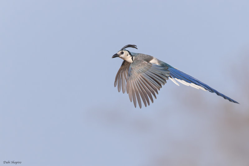 White-throated Magpie-Jay 