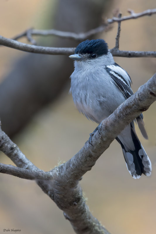 Gray-collared Becard 