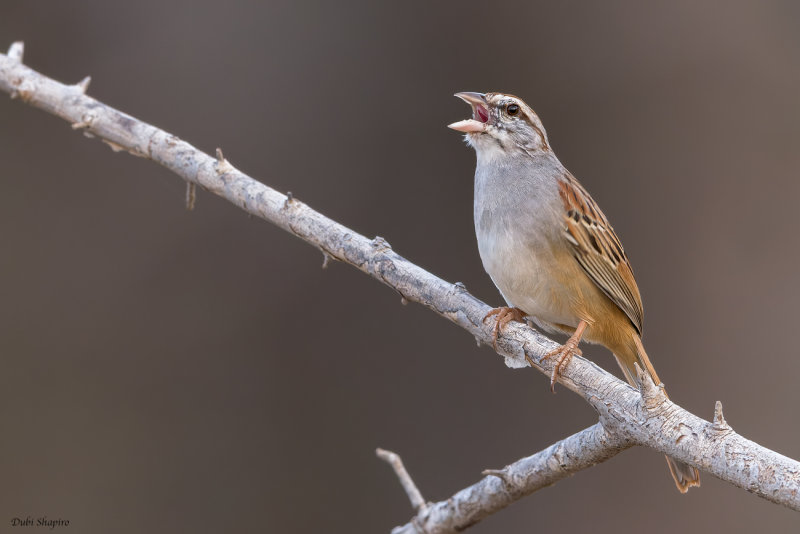 Cinnamon-tailed Sparrow 