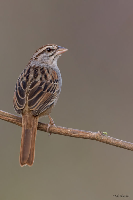 Cinnamon-tailed Sparrow 