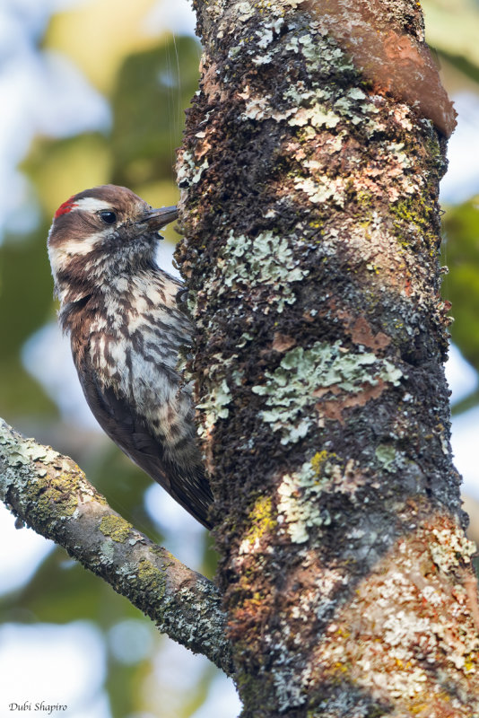 Strickland's Woodpecker 