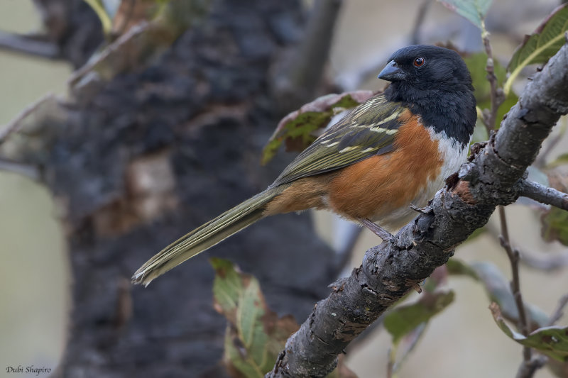 Spotted (Olive-backed) Towhee