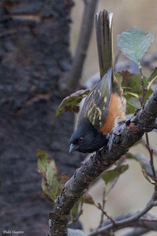 Spotted (Olive-backed) Towhee 
