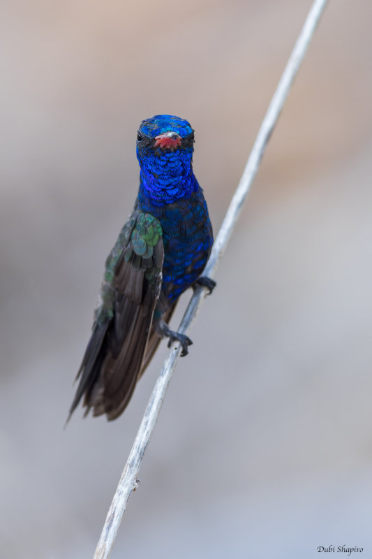Turquoise-crowned Hummingbird 
