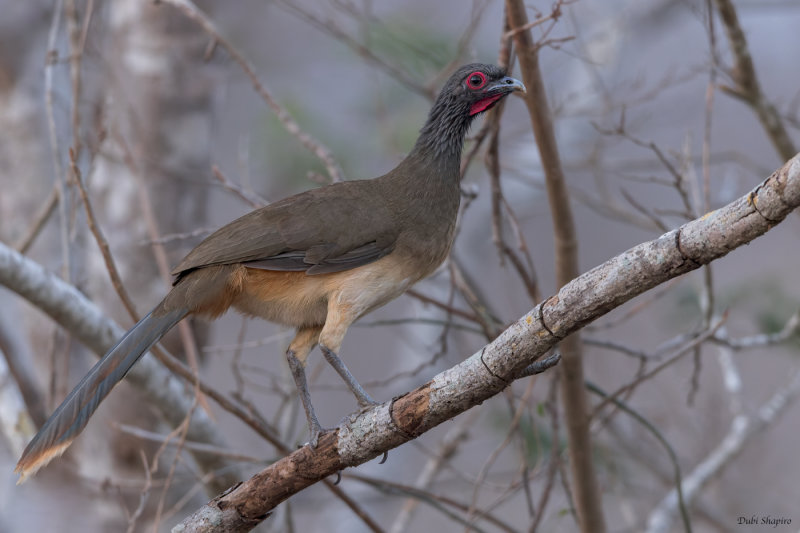 West Mexican Chachalaca 