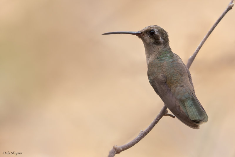 Dusky Hummingbird 