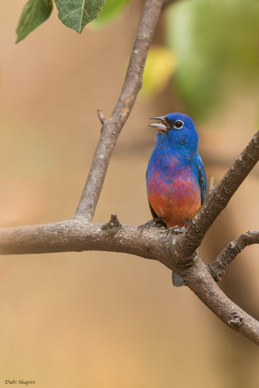 Rose-bellied Bunting 