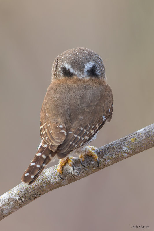 Colima Pygmy-Owl 