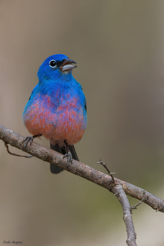 Rose-bellied Bunting 