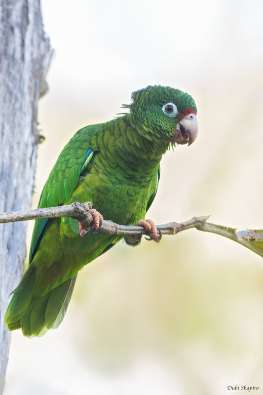 Puerto Rican Parrot