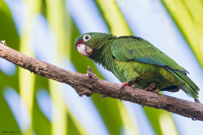 Puerto Rican Parrot 