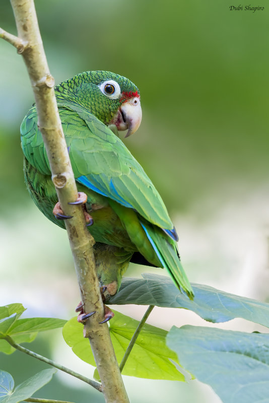 Puerto Rican Parrot 