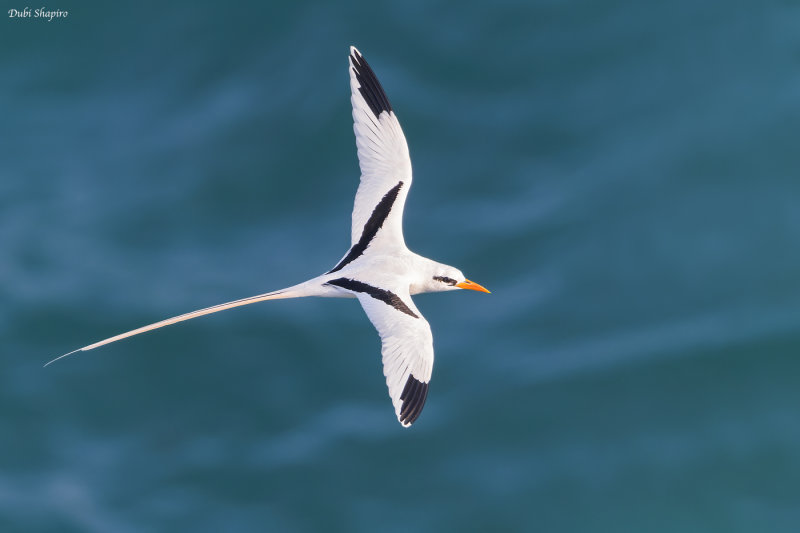 White-tailed Tropicbird 