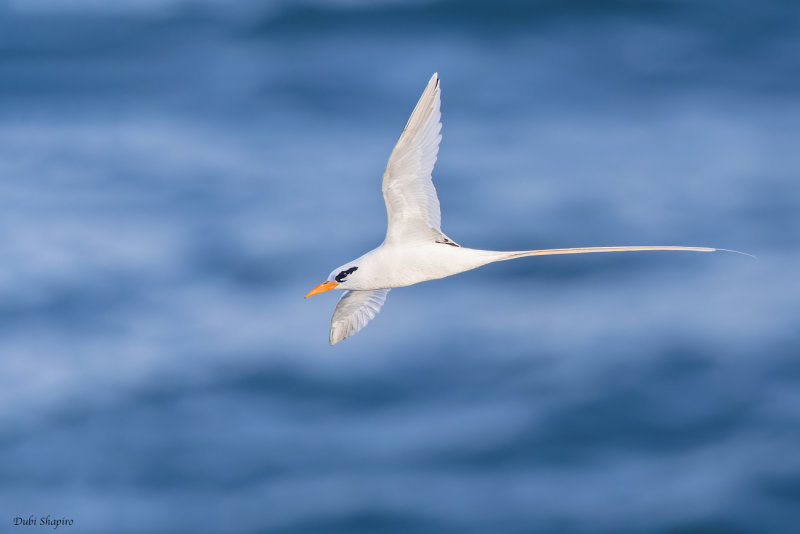 White-tailed Tropicbird 