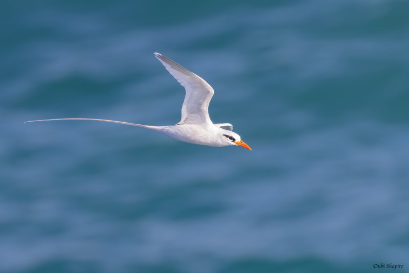 White-tailed Tropicbird 