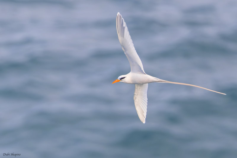 White-tailed Tropicbird 