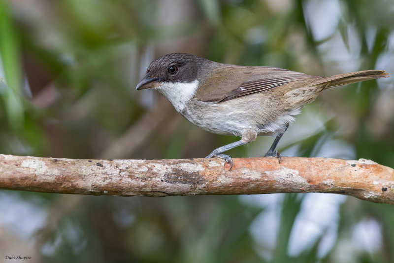 Puerto Rican Tanager 