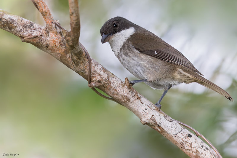 Puerto Rican Tanager 