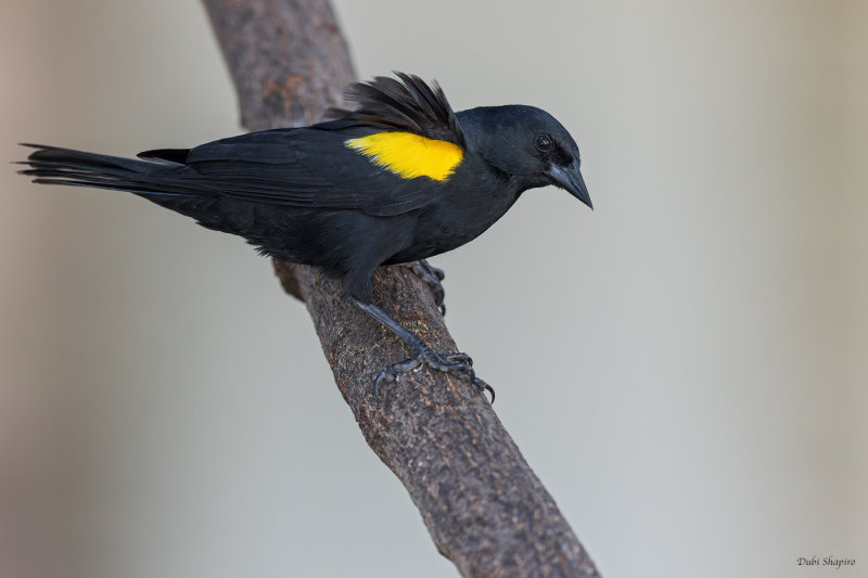 Yellow-shouldered Blackbird 