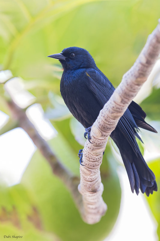 Yellow-shouldered Blackbird