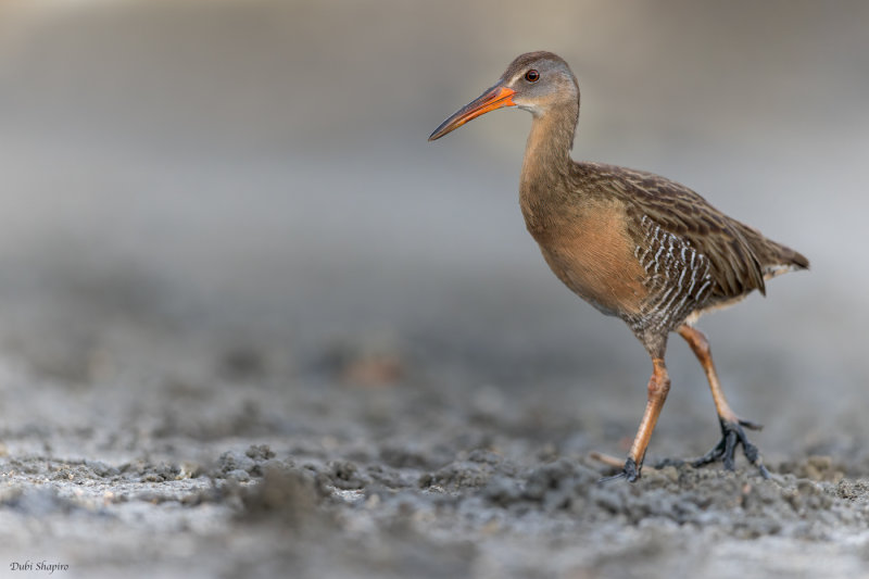 Clapper Rail 