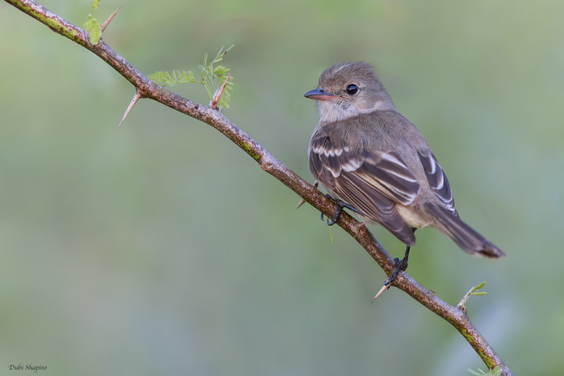 Caribbean Elaenia