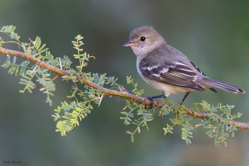 Caribbean Elaenia 