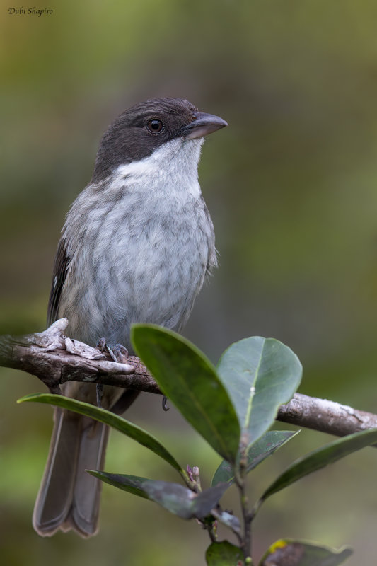 Puerto Rican Tanager 