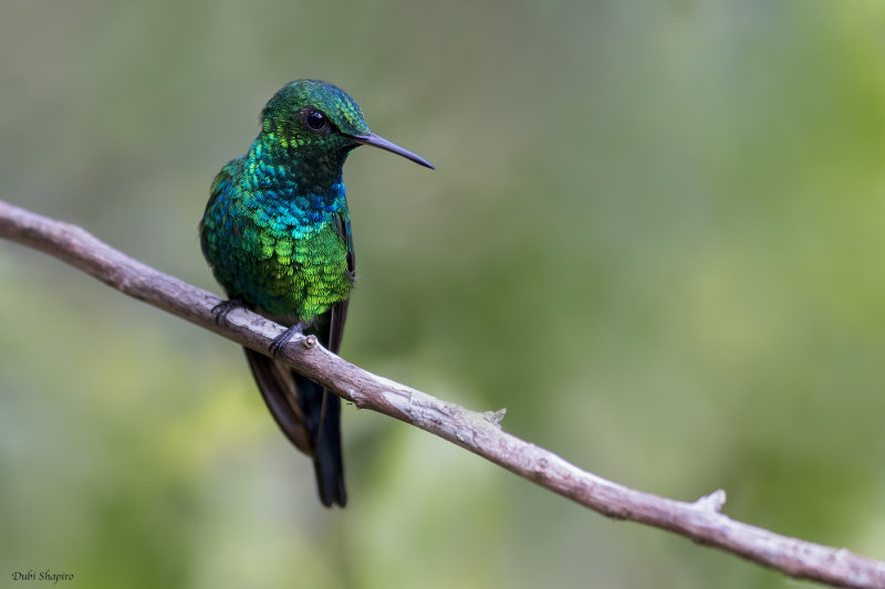 Puerto Rican Emerald