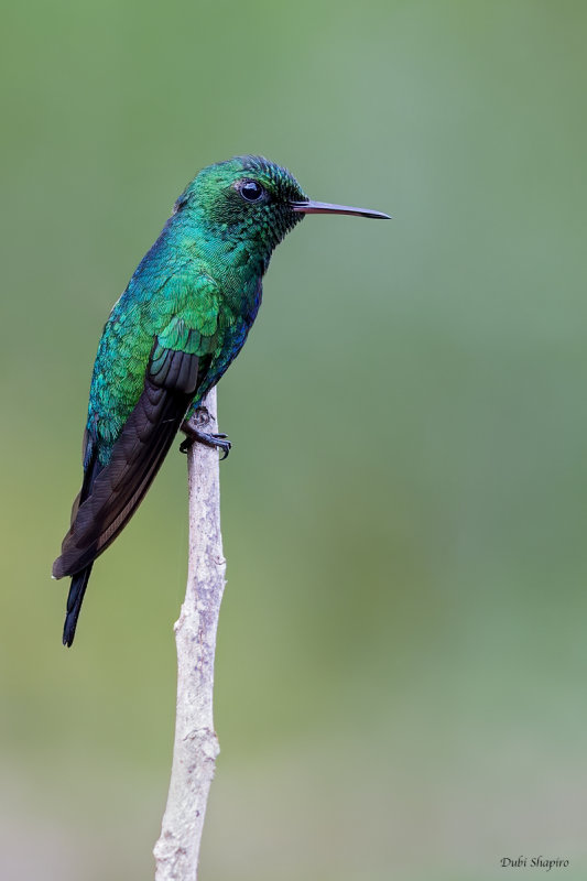 Puerto Rican Emerald 