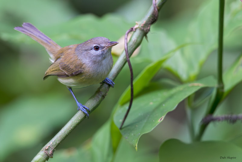 Puerto Rican Vireo