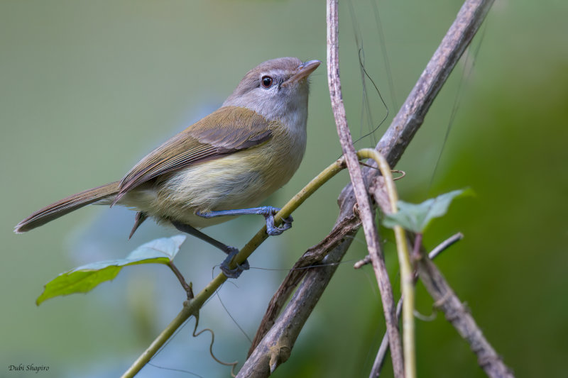 Puerto Rican Vireo 