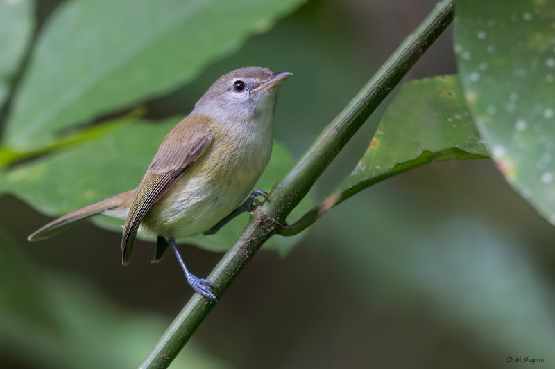 Puerto Rican Vireo 