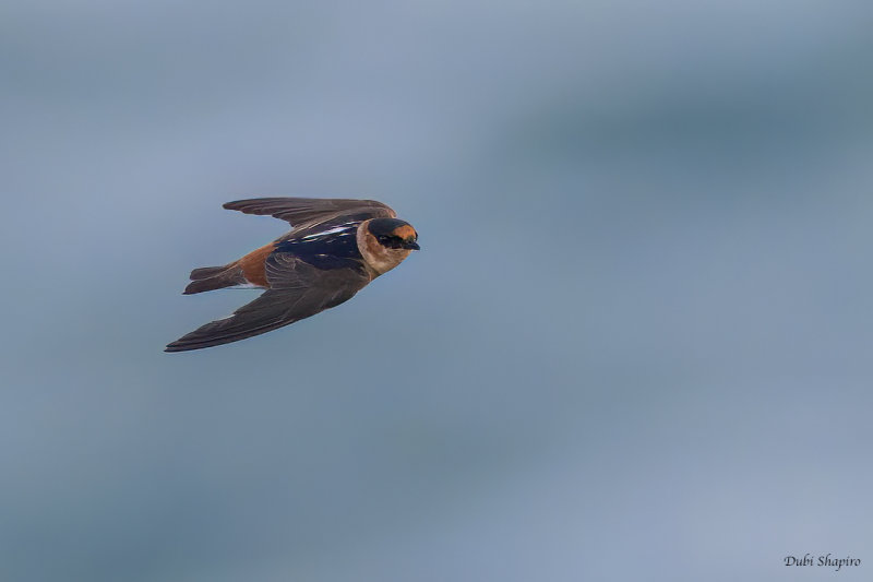 Cave Swallow