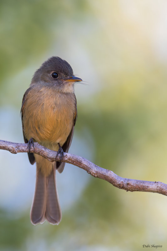 Lesser Antillean Pewee