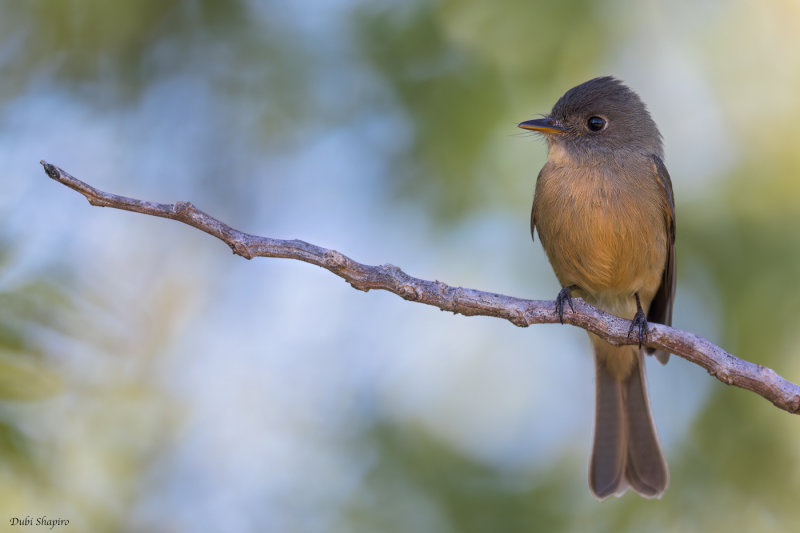 Lesser Antillean Pewee 