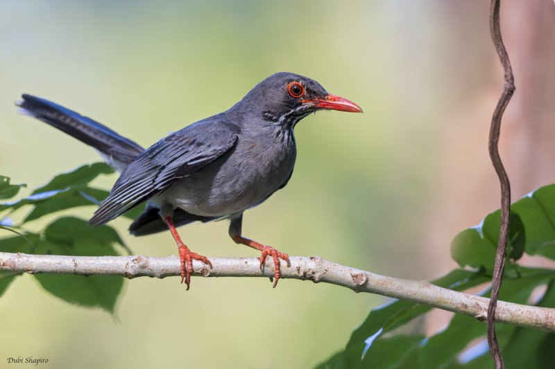 Eastern Red-legged Thrush