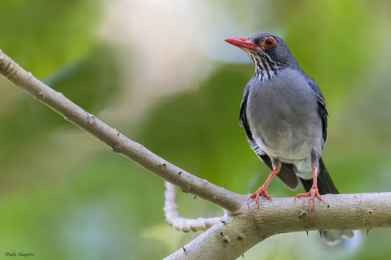 Eastern Red-legged Thrush 