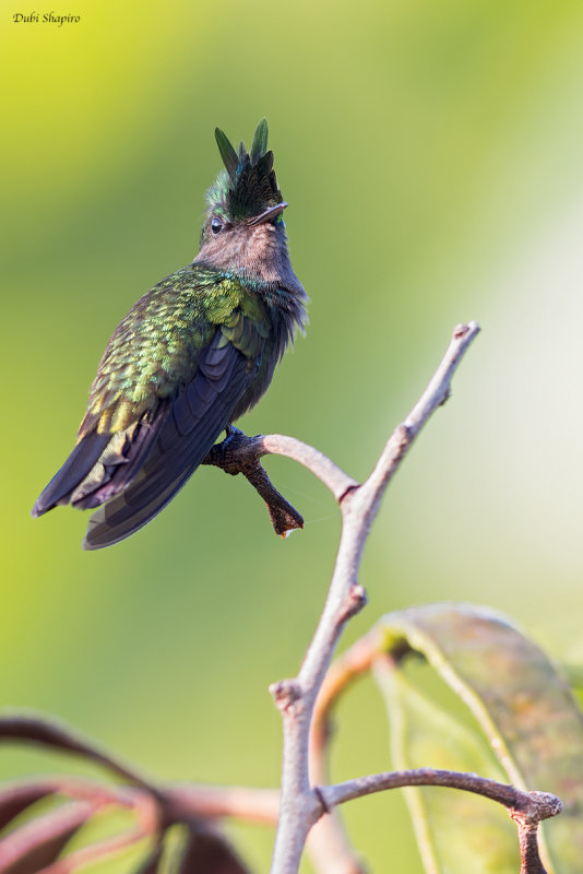 Antillean Crested Hummingbird 