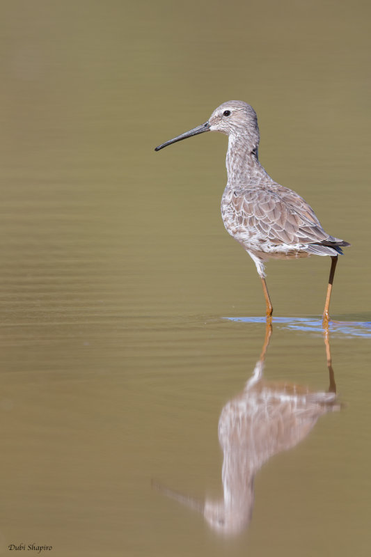 Stilt Sandpiper