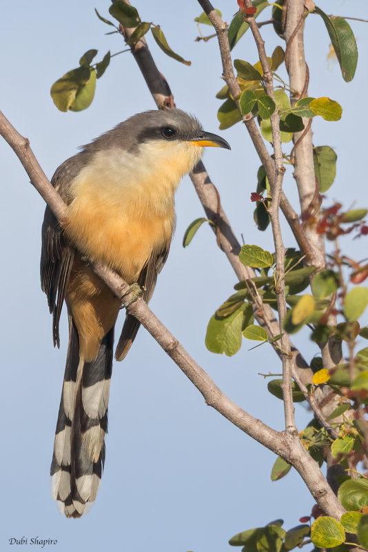 Mangrove Cuckoo