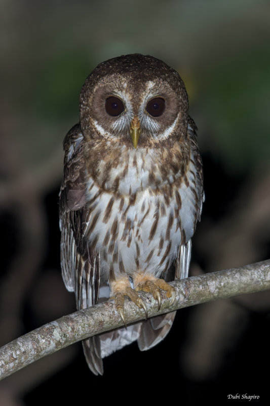 Mottled Owl 