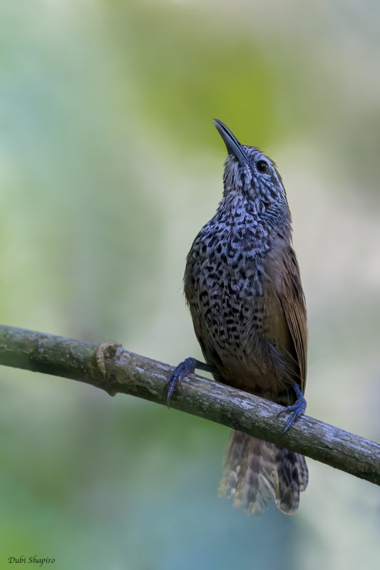 Spot-breasted Wren