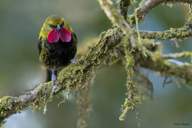 Wattled Ploughbill 