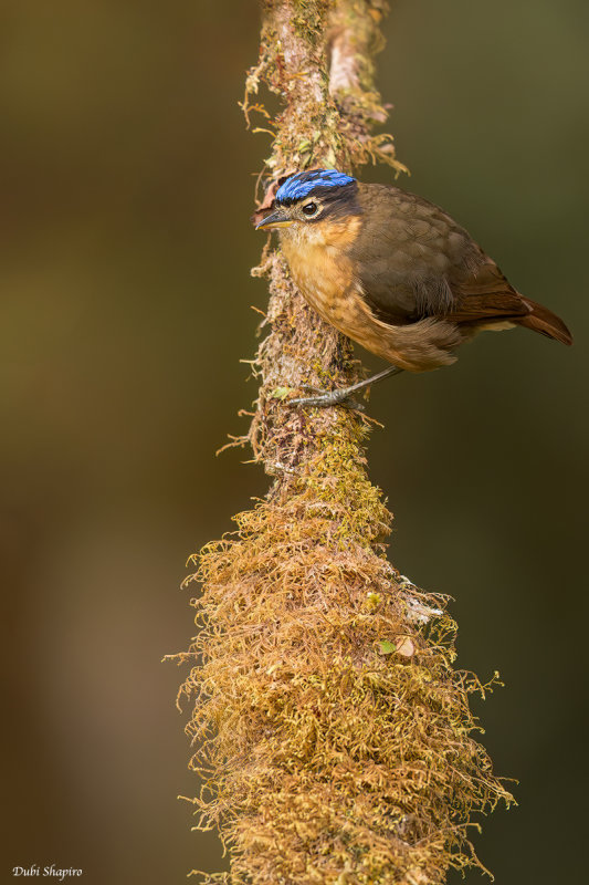 Blue-capped Ifrita 