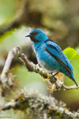 Black-legged Dacnis 